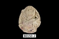 藏品(牡蠣)的圖片